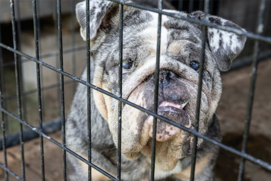 Die dort lebenden Hunde wurden in viel zu kleine Käfige gesperrt.
