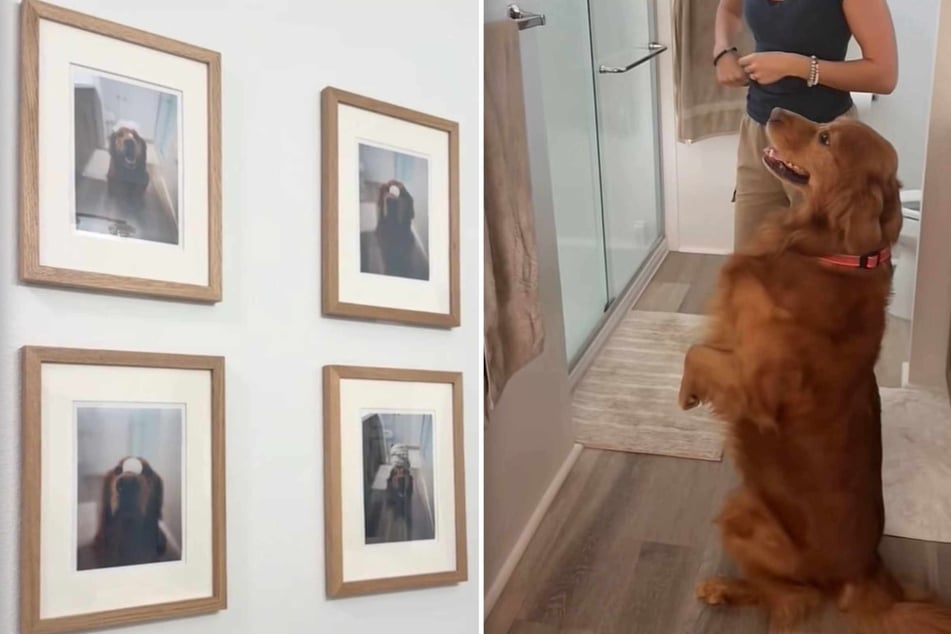 Dog notices framed photos of himself on the wall: his reaction melts the web