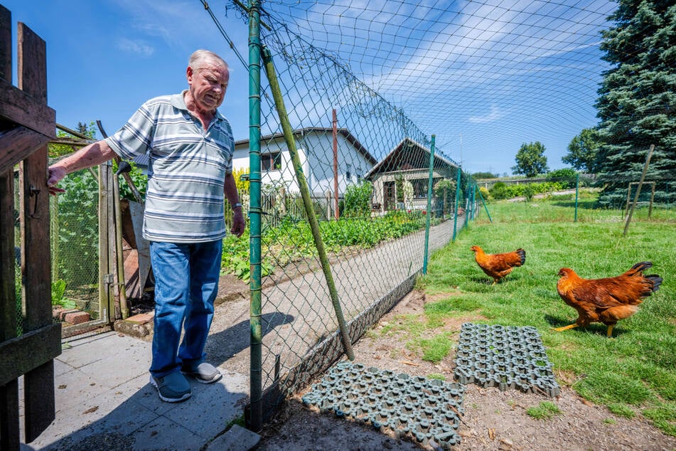 Rassegeflügelzüchter Karl-Heinz Kleindienst (85) steht an der Tür zu seinem Hühnerstall.