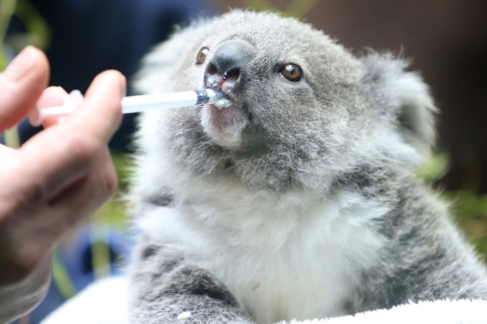 Koala-Baby Eerin wird von Tierpfleger Mario Chindemi mit Hilfe einer kleinen Milchspritze zugefüttert.