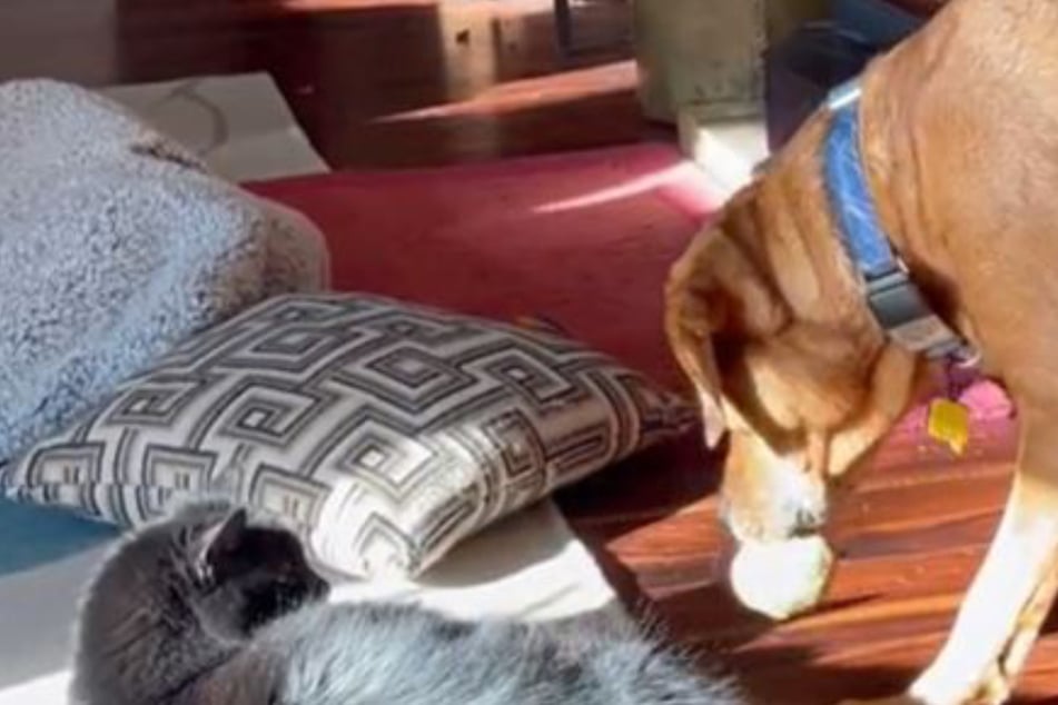 Hund will Spielzeug von Katze zurückhaben: Die Reaktion der Katze ist knallhart