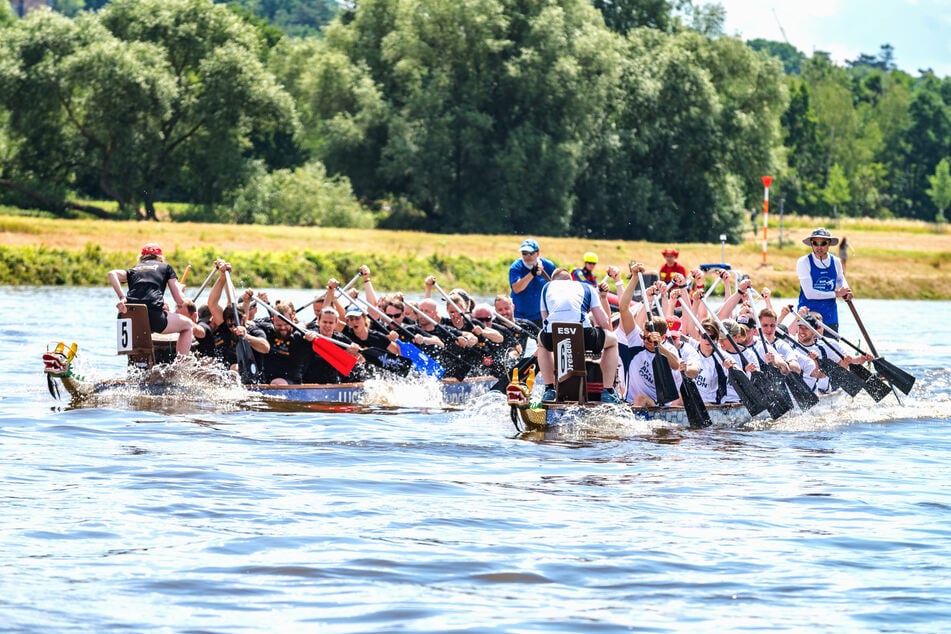Kommt am Samstag zum Loschwitzer Ufer und feuert die Teams beim Drachenbootfestival an! (Archivfoto)