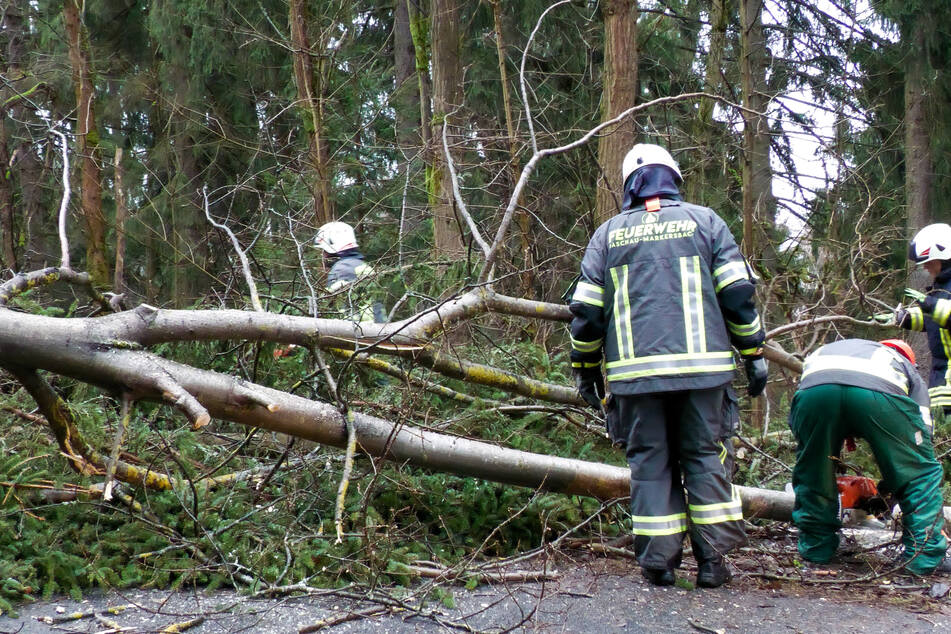 Ein Baum stürzte in Raschau-Markersbach auf die Straße. Die Feuerwehr musste anrücken.