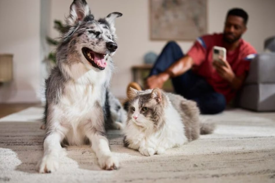 Stuff your pets stockings with paw-some treats at Chewy