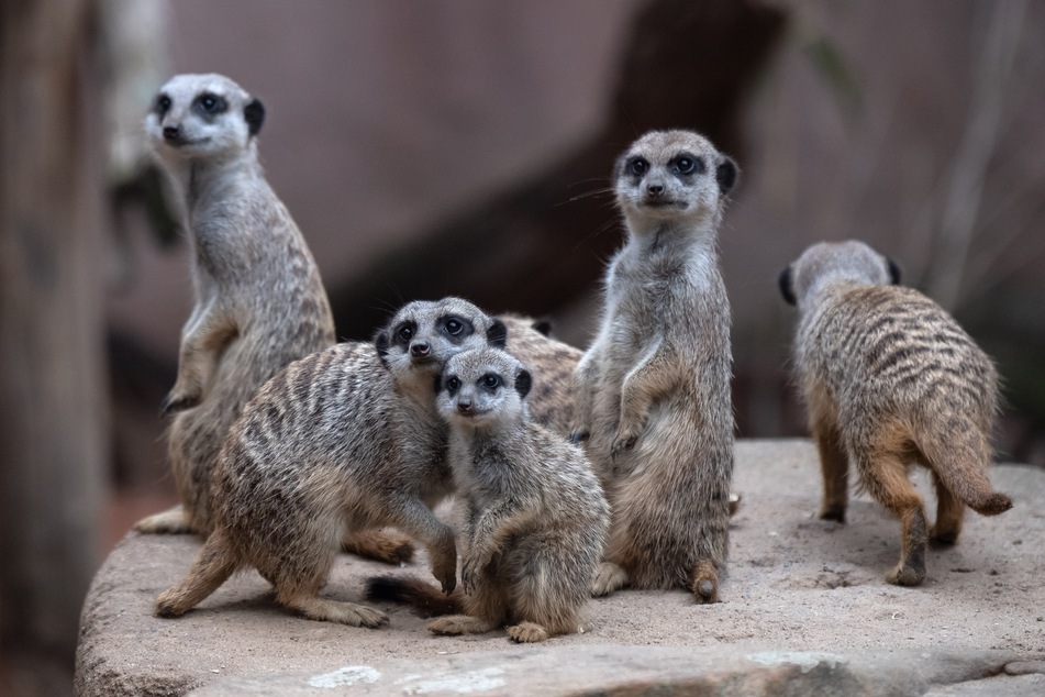 Die Erdmännchen im Zoo von Hannover werden im November nicht viele Besucher zu Gesicht bekommen.