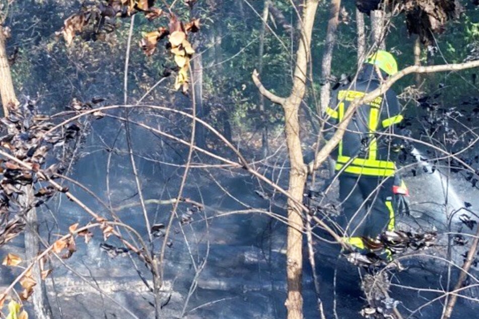 Trockenes Laub und Holz auf dem Boden eines Waldstücks hatten sich entzündet, die Frankfurter Feuerwehr griff schnell ein, um eine Ausbreitung des Brandes zu verhindern.