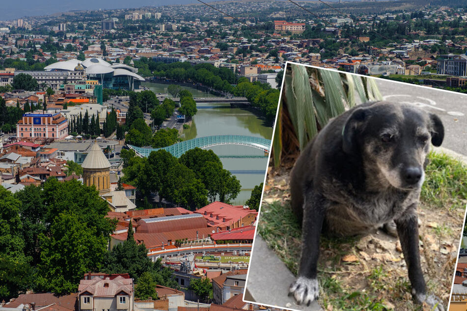 Dicker Hund wird auf Google Maps zur Sehenswürdigkeit mit Fünf-Sterne-Bewertungen