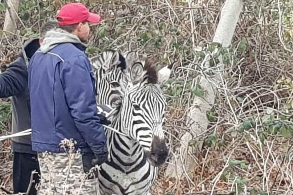 Die Zebras warteten auf ihren Abtransport.