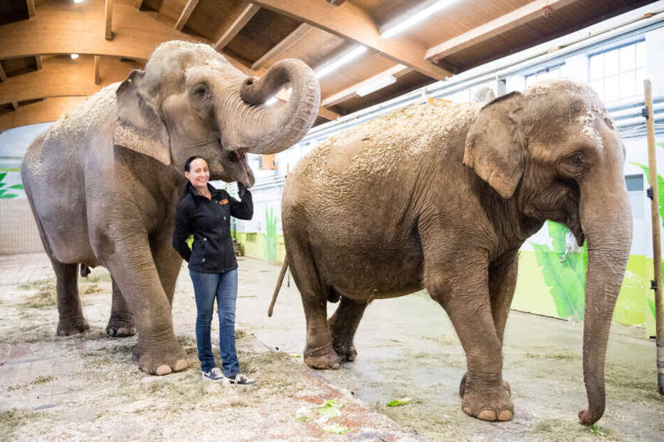 Jana-Mandana Lacey-Krone, Direktorin des Circus Krone, streichelt im Elefantenhaus auf dem Gelände des Circus Krone die indische Elefantenkuh Bara (44 Jahre). Rechts läuft Elefantenkuh Burma (44 Jahre).