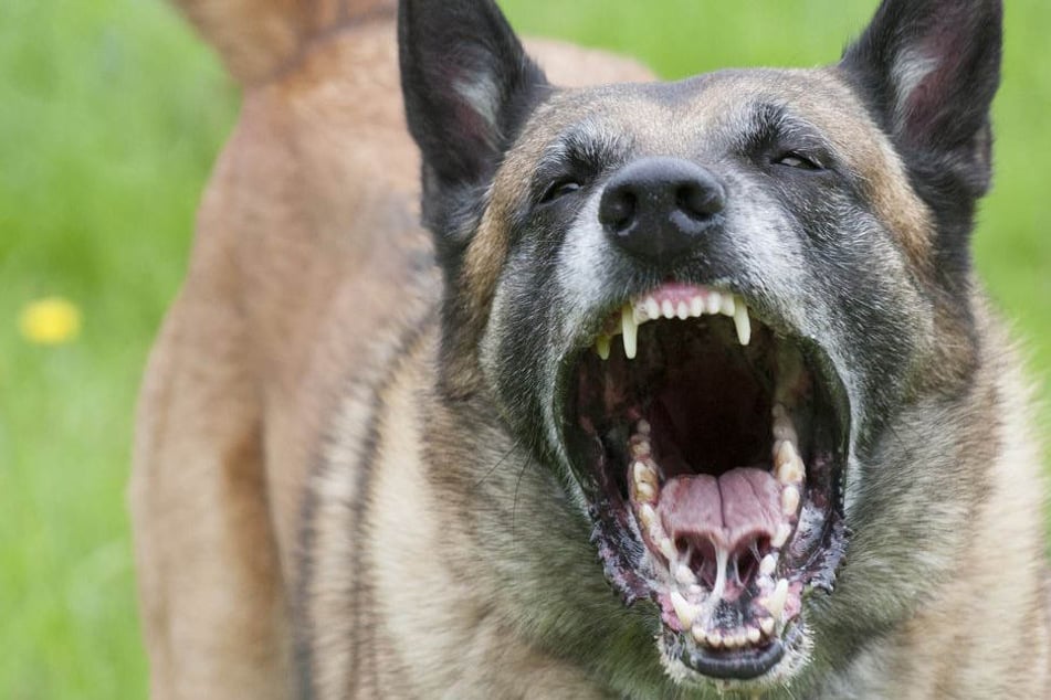 Mit einem unglaublichen Einsatz verjagte der Hund den Mann. (Symbolbild)