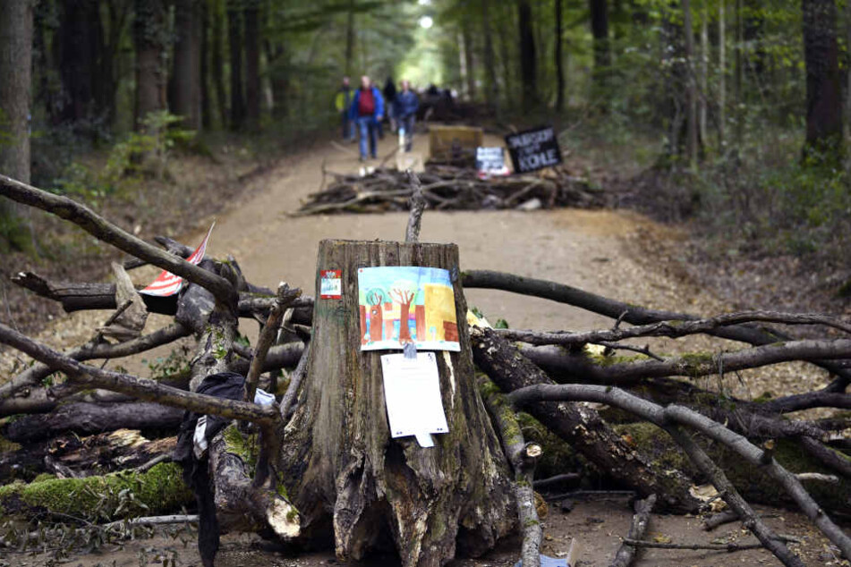 Momentan ist die geplante Rodung im Hambacher Forst gerichtlich ausgesetzt.