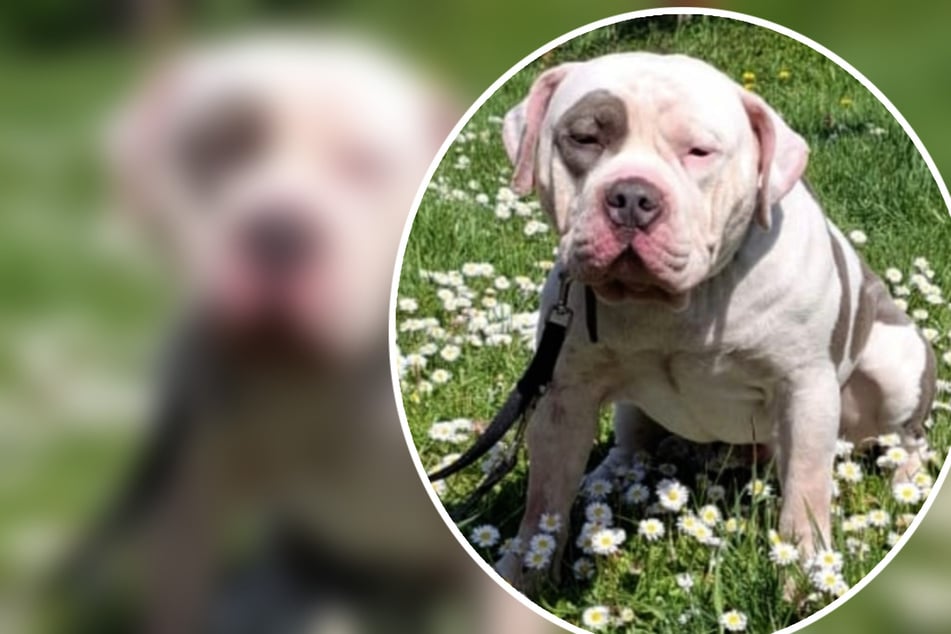 Der sehr empfindsame Donut ist leider im Tierheim vollkommen überfordert.