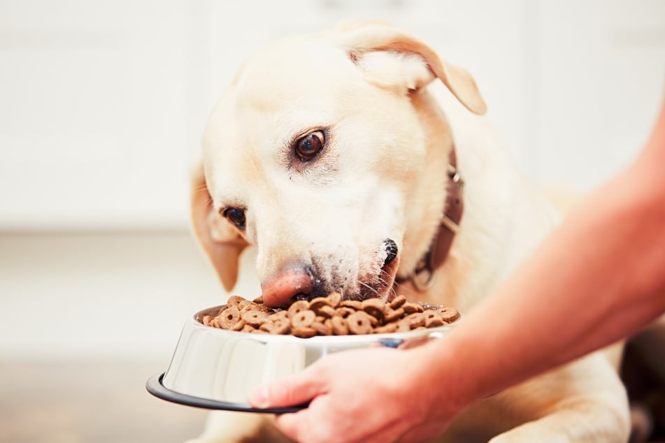 Reicht eine Mahlzeit am Tag für Hunde?