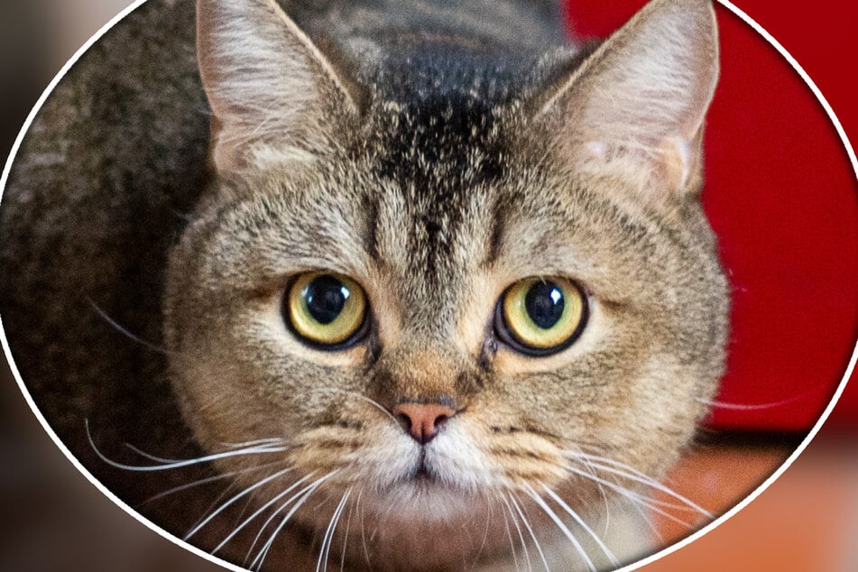 Kater Archibald musste einen heftigen Schicksalsschlag verkraften, der ihn obendrein sein Zuhause kostete.