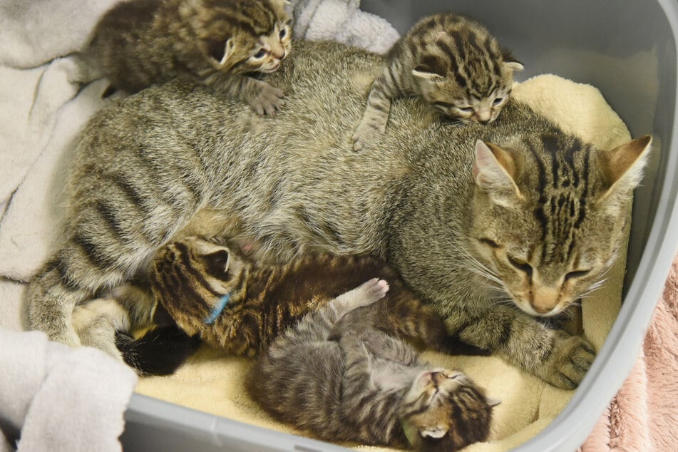 Die herrenlose Katze Bambi wurde schwanger aufgefunden und im Tierheim abgegeben. Vor 14 Tagen brachte sie ihre Kinder zur Welt.