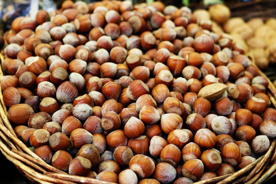Haselnüsse möchten luftig und trocken gelagert werden.