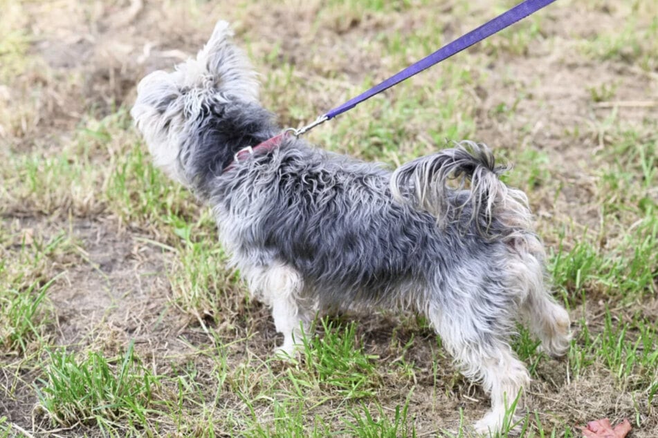 Bei Spaziergängen erkundet Hunde-Senior Pete seine Umwelt immer noch mit viel Interesse.