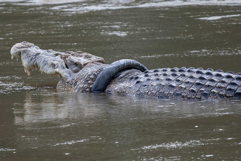 Das Salzwasserkrokodil Palu ist in einem Motorradreifen gefangen.
