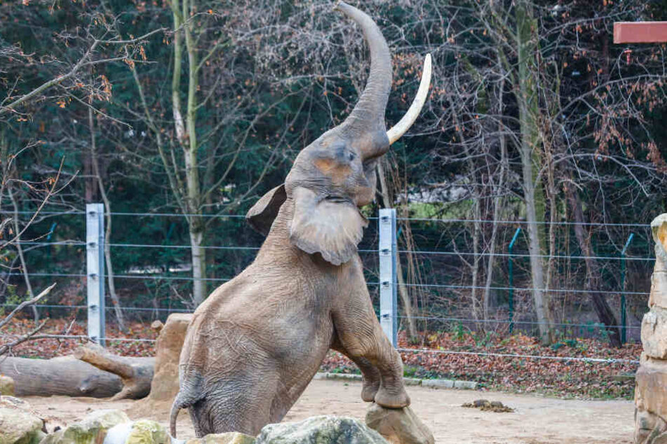 Törööö! Monatelang beglückte Tembo die drei Elefantendamen des Dresdner Zoos - leider ohne die erwünschten Folgen. Jetzt kann der Zuchtbulle seinen Rüssel erst mal wieder einrollen. Im Jumbostall herrscht weihnachtliche Liebes-Pause.