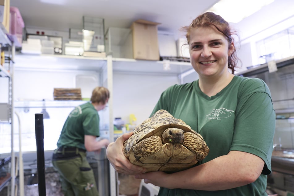 Auch Schildkröten gehören zu den Fundtieren: Tierpflegerin Rilana mit der Pantherschildkröte "Maxima" im Reptilienhaus.