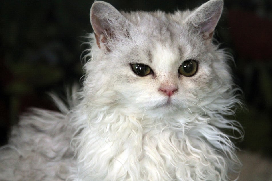 Selkirk Rex cats have a special curl to their fur.