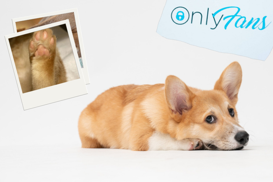OnlyPaws campaign fetches big bucks with "sexy animals" and feet pics