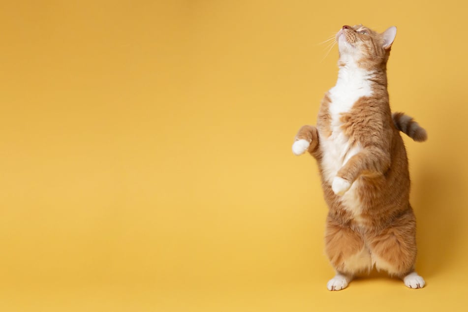 Cat body language: How to read it and what does it mean?