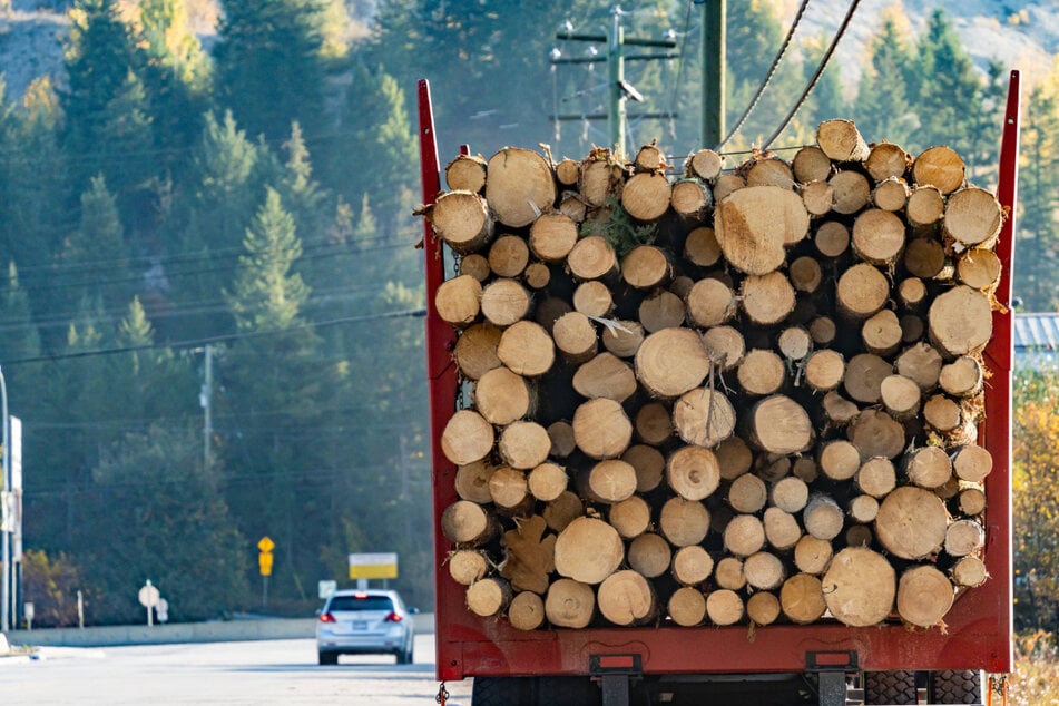 Der Fahrer eines Holzlasters musste einige Baumstämme abladen, bevor er weiterfahren durfte. (Symbolbild)