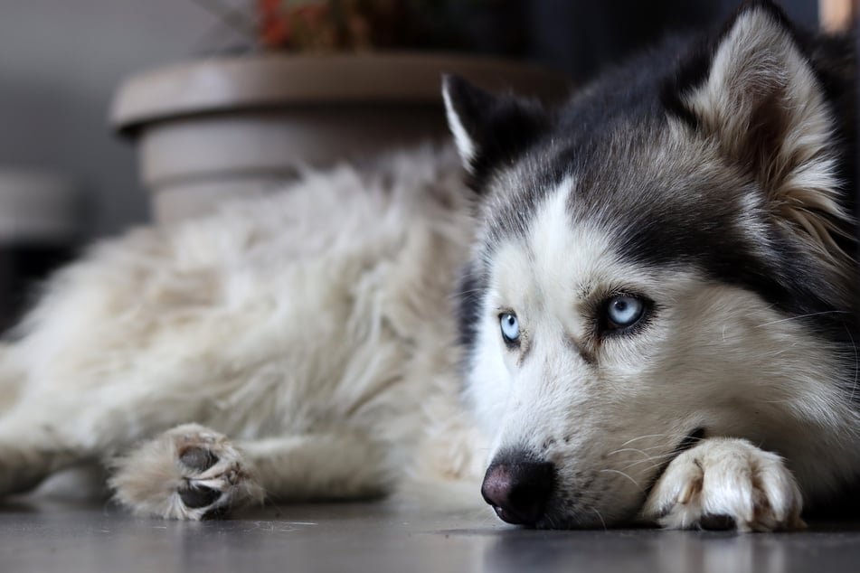 Der Alaskan Malamute aus Österreich litt an einer Hüfte-Arthrose und war laut Gericht daher nicht zur Wilderei in der Lage.