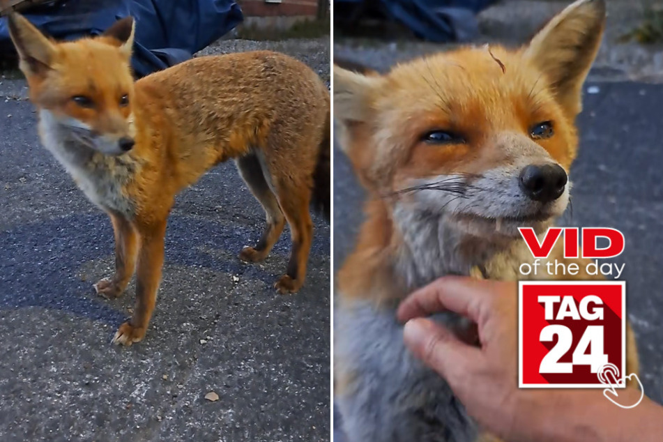 viral videos: Viral Video of the Day for June 12, 2023: Fearless fox whisperer named Debs