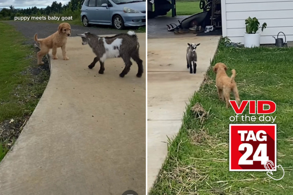 viral videos: Viral Video of the Day for June 4, 2023: Adorable puppy meets curious baby goat
