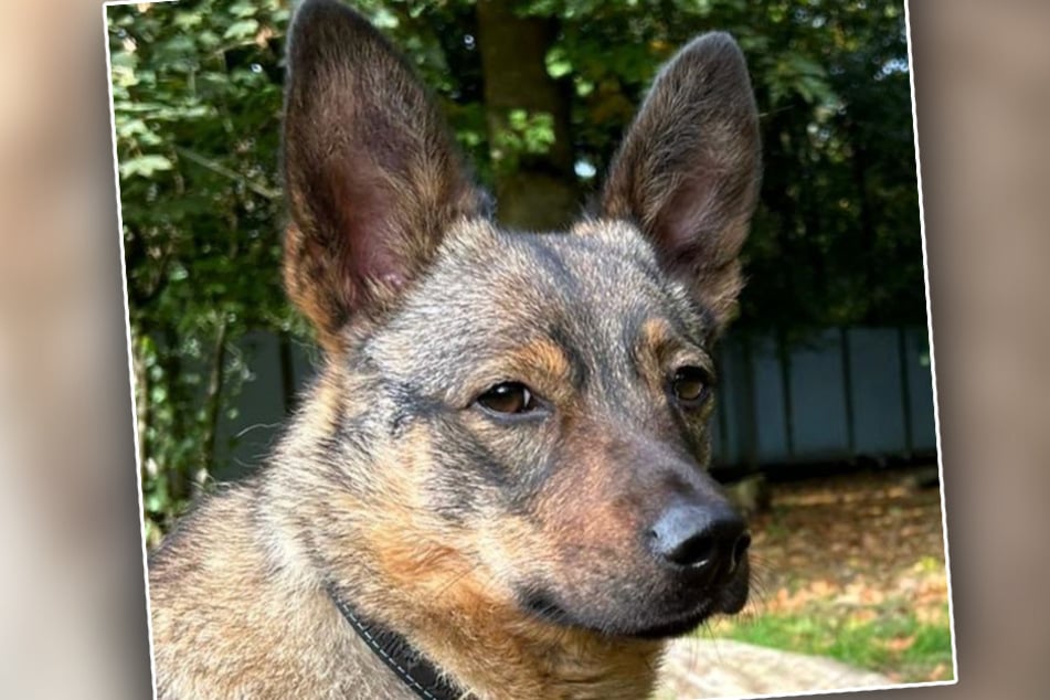 Schäferhund-Mischling Palma macht der stressige Alltag im Tierheim ziemlich zu schaffen.