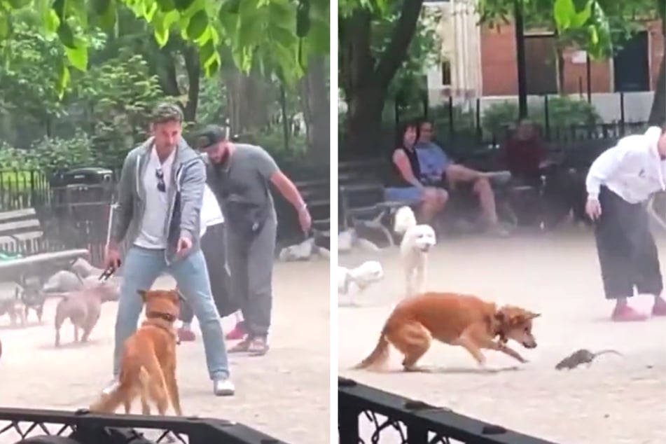 Rat fights dogs in the most NYC video you'll see all day