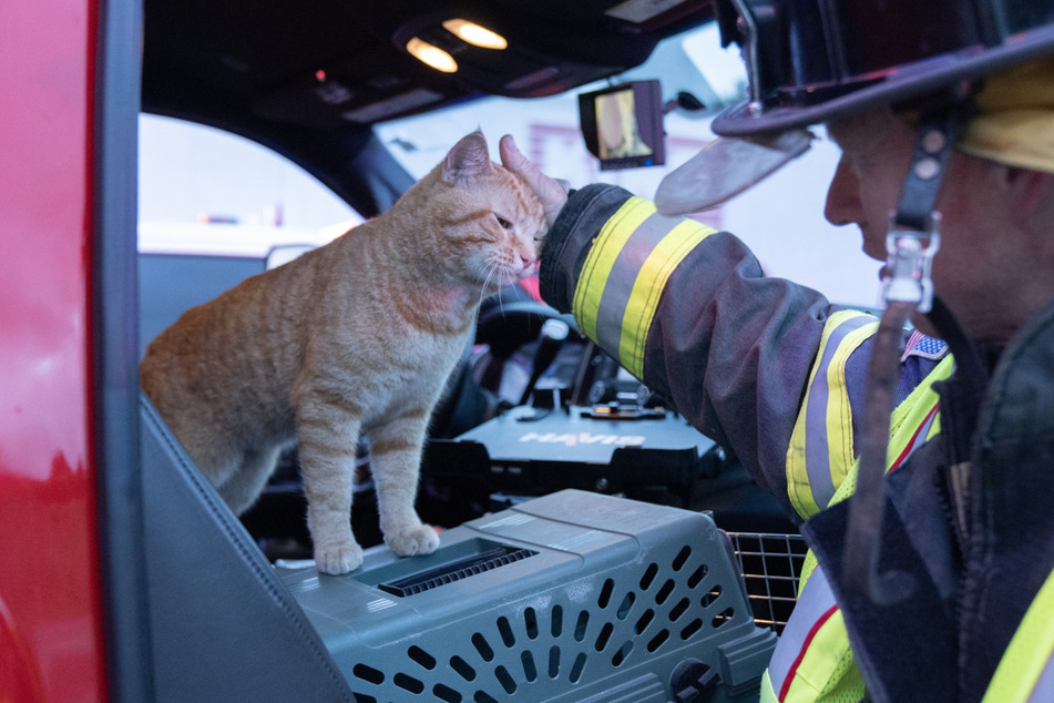 The firefighters were delighted to have a cat along for the ride.