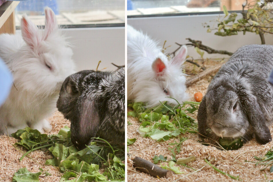 Küsschen aufs Schnäuzchen: Benny (grau, r.) und Nickilein (weiß) möchten zusammen in ein neues Heim umziehen.