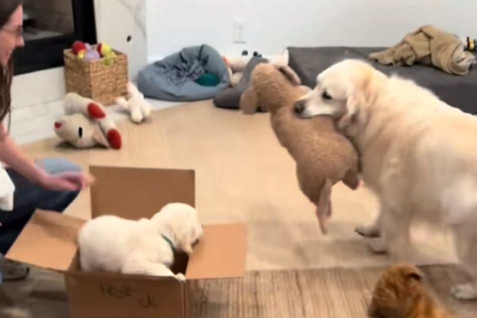 Cody kümmert sich im Video vor allem um sein Stofftier, weniger um den neuen Mitbewohner.