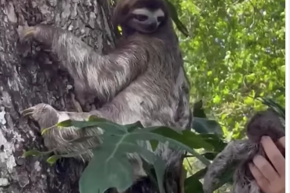 The female sloth looks at her returned baby in amazement.