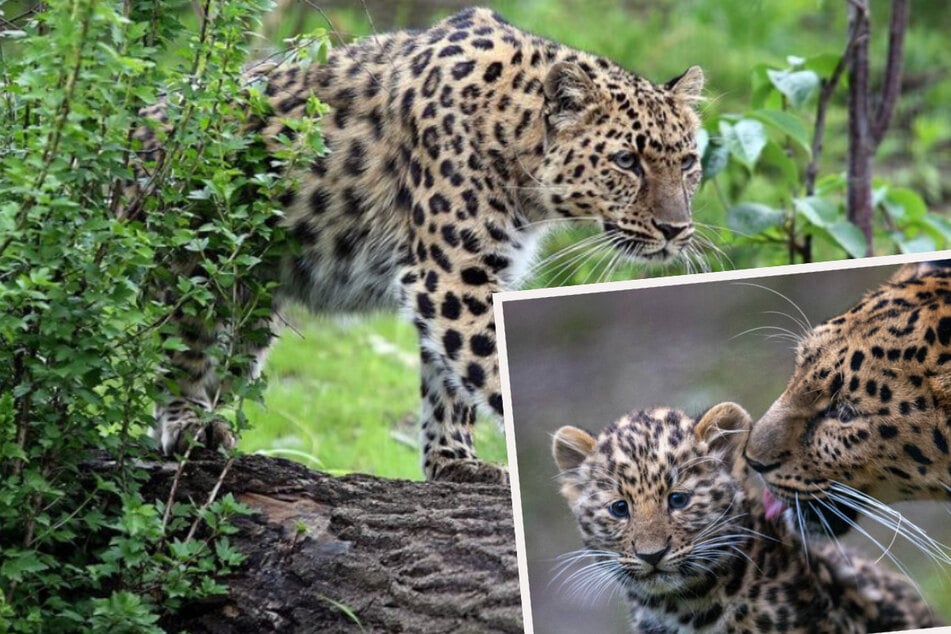 Rollige Amur-Leopardin enttäuscht von italienischem Gast-Kater: "Wenigstens gibt es Futter!"
