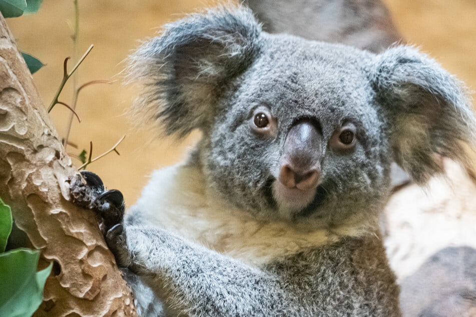 Koalabärin Sydney ist tot.