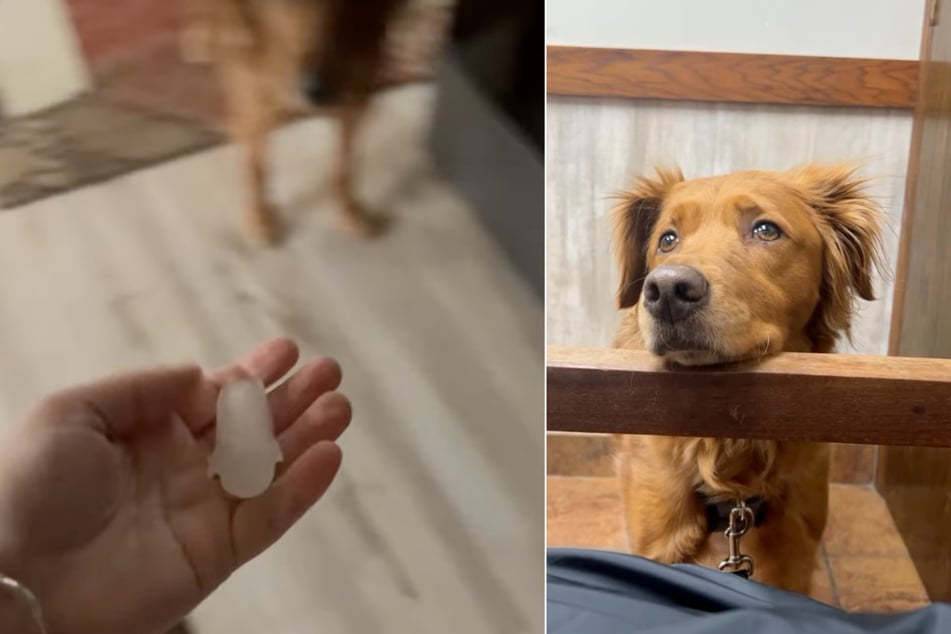 Golden Retriever "Buzz" bekam von seinem Frauchen einen Eiswürfel serviert.