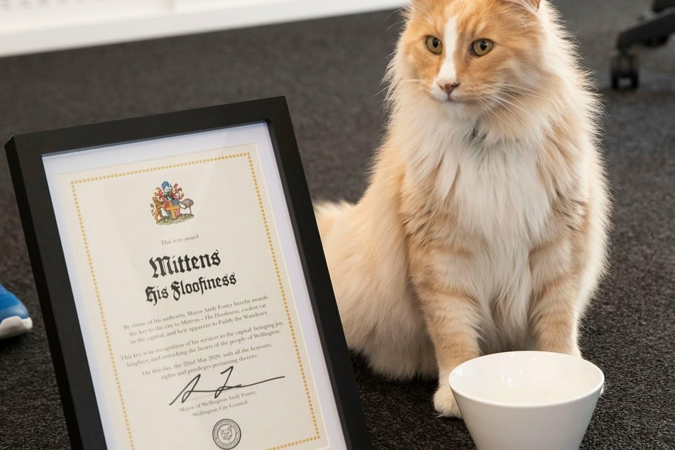 Mittens the cat could soon be voted New Zealander of the Year.