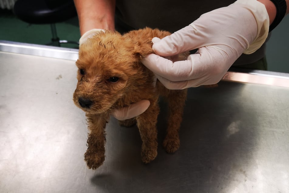 Ein kleiner Hund wird untersucht. Die Tiere waren nicht nur mangelernährt, sondern auch stark dehydriert.