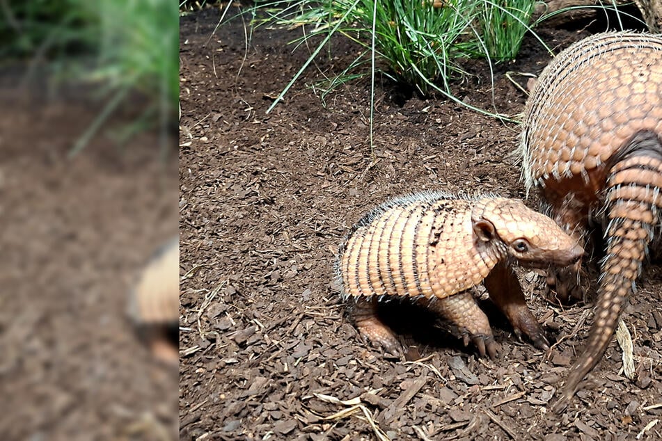 Nachwuchs in Hagenbeck: Erstes Sechsbinden-Gürteltier erblickt das Licht der Welt