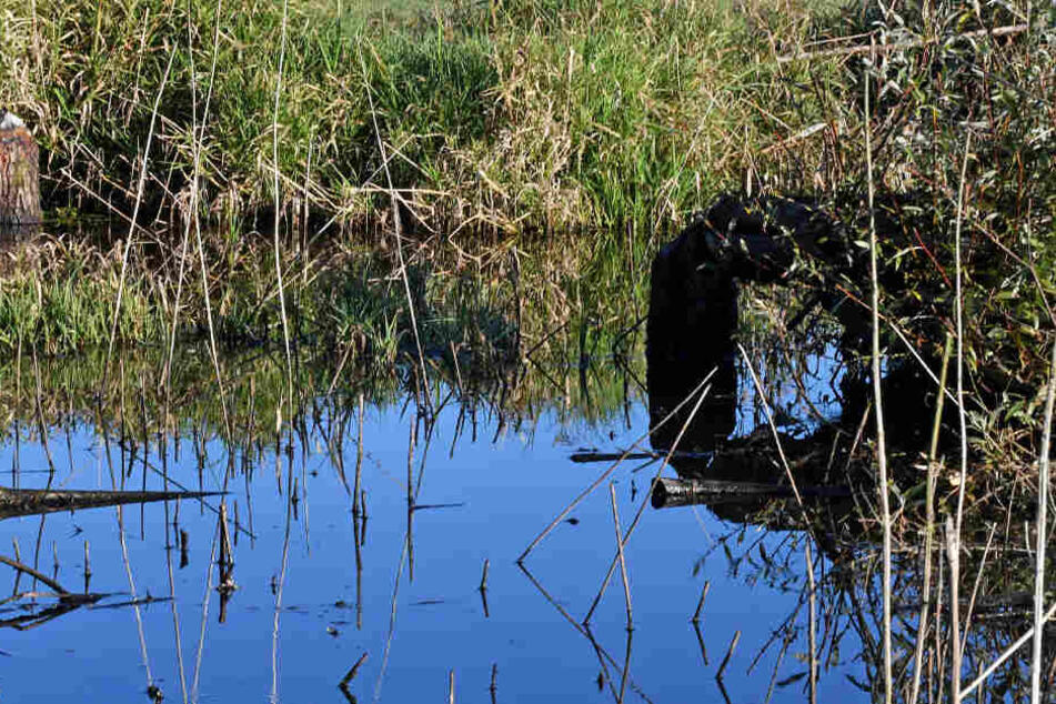 In einem Teich bei Karlsruhe wurde eine Leiche gefunden. (Symbolbild)
