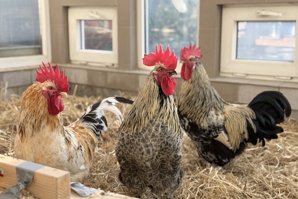 Micki, Apocalypso und Drachenlord suchen ein neues Zuhause und die Gesellschaft von Hühnern.