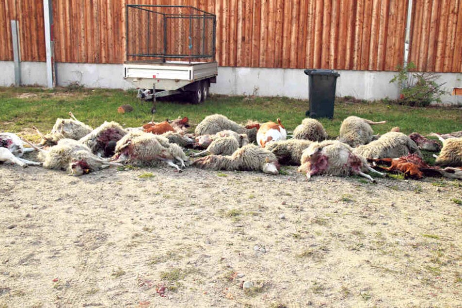 Insgesamt 43 tote Tiere wurden bisher in Förstgen gefunden.