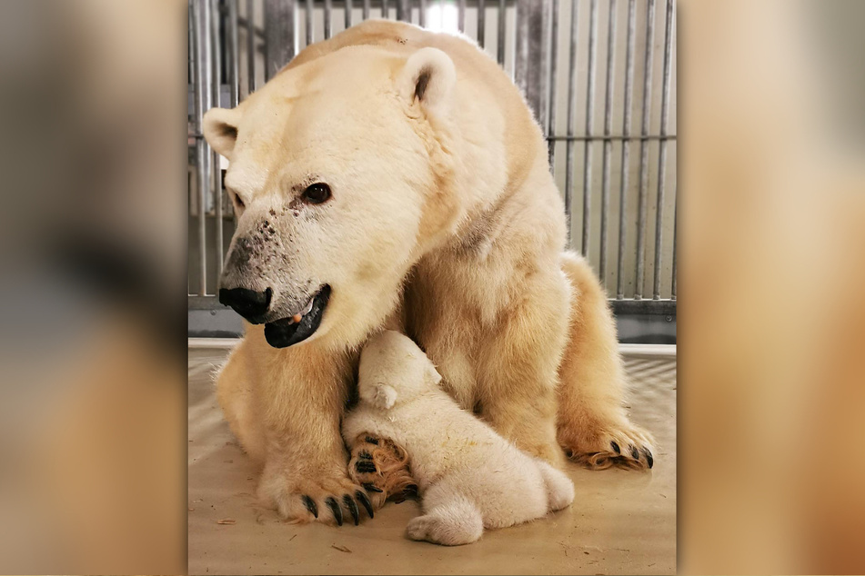 Eisbären-Mama Victoria wurde 2002 im Tierpark Hagenbeck geboren.