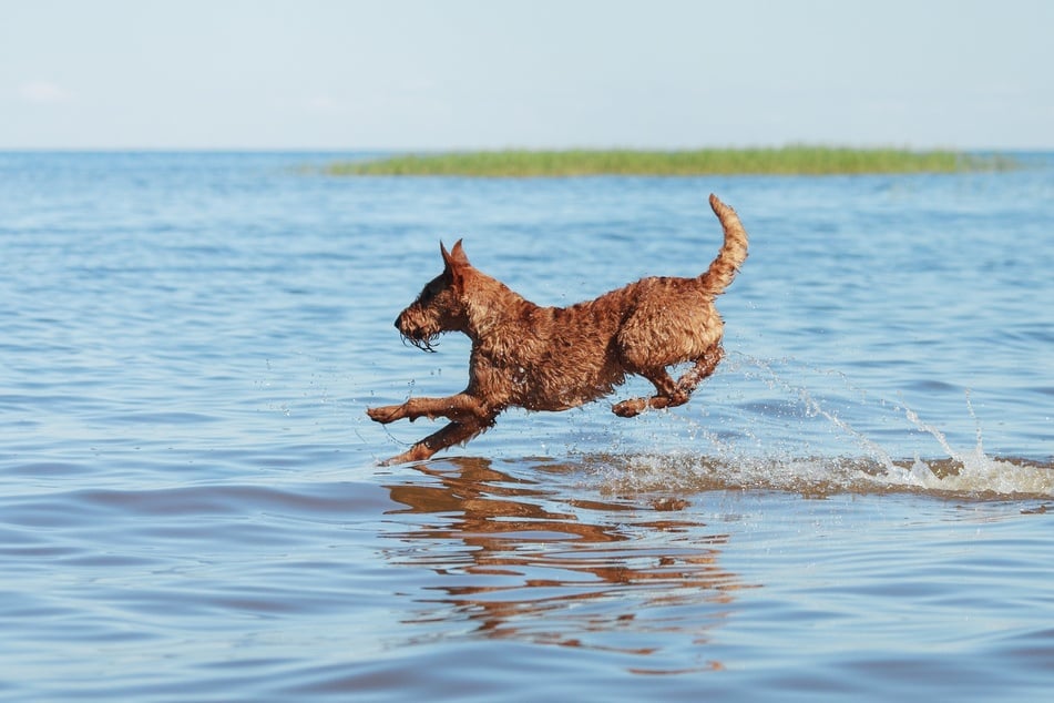 Water dog breeds are a great choice for those of us who love to swim.