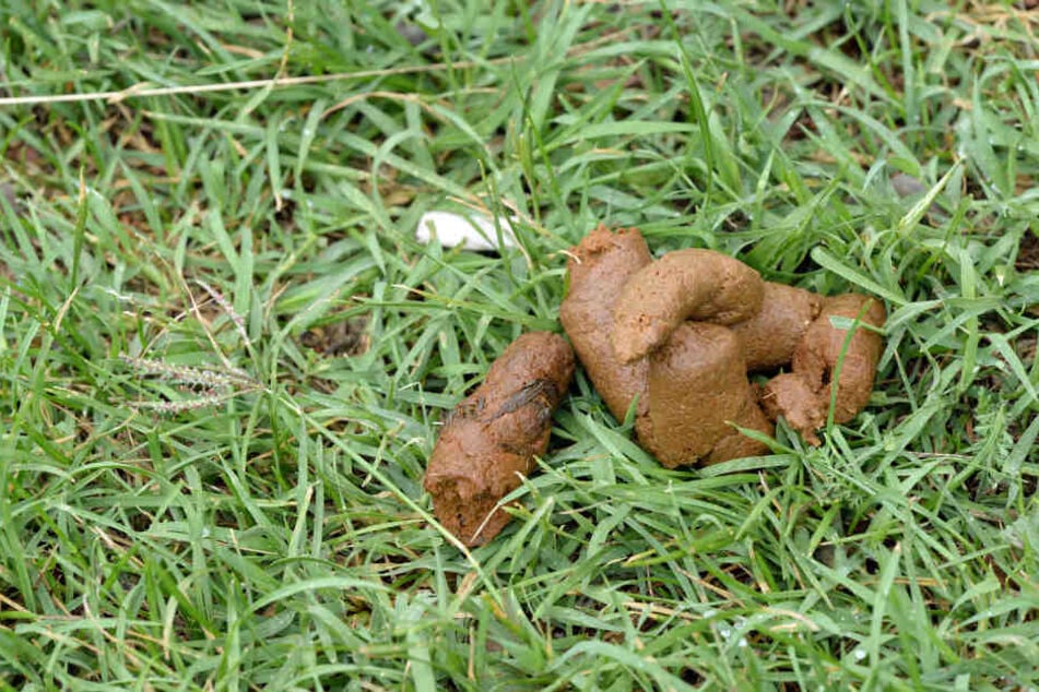 Auf einen Hundehaufen folgte ein jahrelanger Prozess mit dem Hundehalter. (Symbolbild)