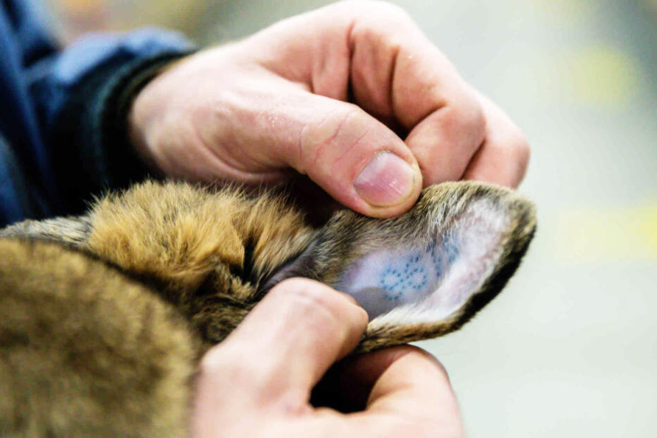 Anhand dieses Ohr-Tattoos lassen sich die Tiere identifizieren.